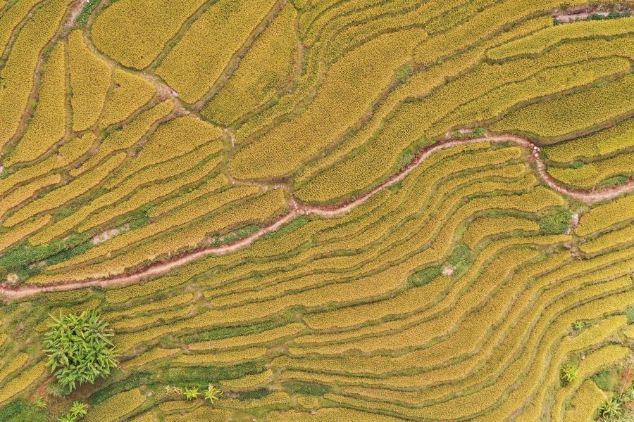 In pics: Golden rice fields and Tulou in SE China's Fujian