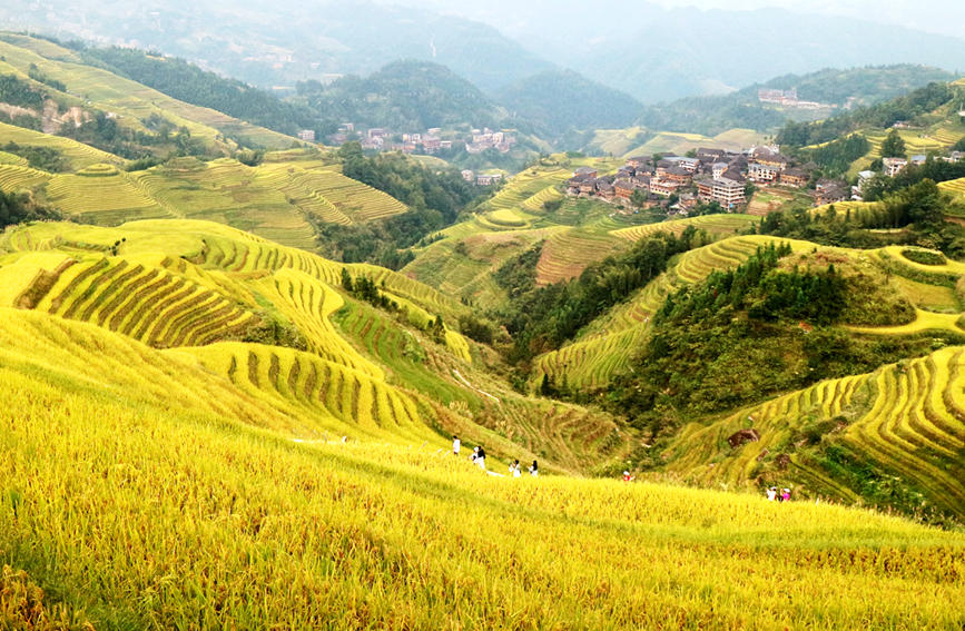 Splendid scenery of golden terraced rice fields in SW China's Guangxi