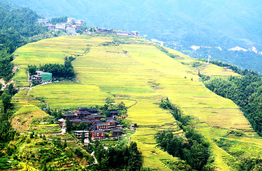 Splendid scenery of golden terraced rice fields in SW China's Guangxi