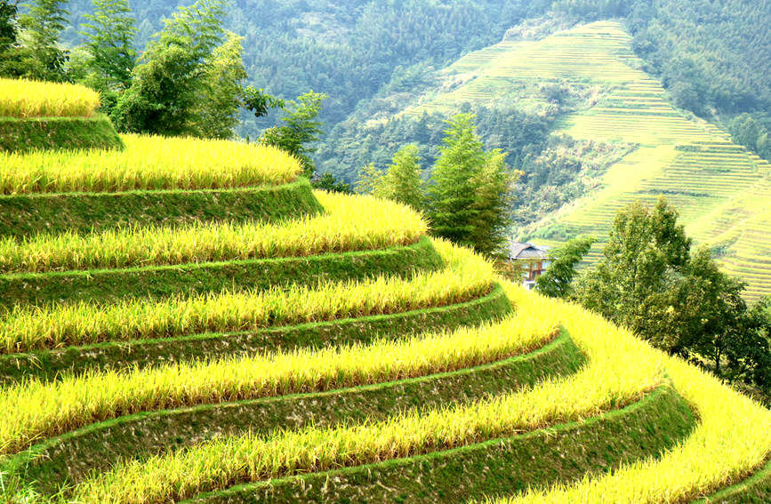 Splendid scenery of golden terraced rice fields in SW China's Guangxi