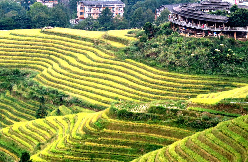 Splendid scenery of golden terraced rice fields in SW China's Guangxi