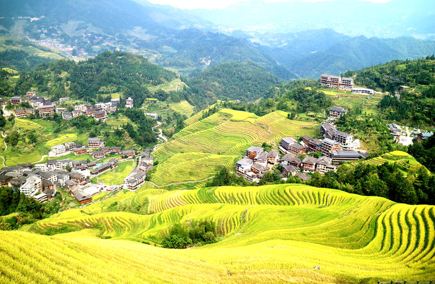 Splendid scenery of golden terraced rice fields in SW China's Guangxi