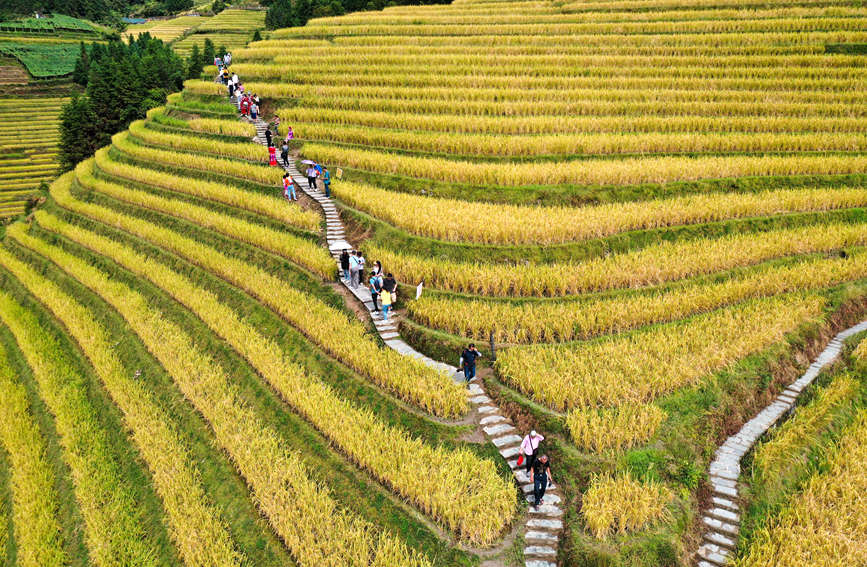 Splendid scenery of golden terraced rice fields in SW China's Guangxi