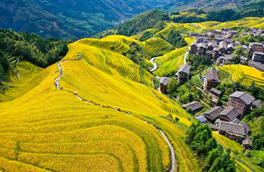 Splendid scenery of golden terraced rice fields in SW China's Guangxi