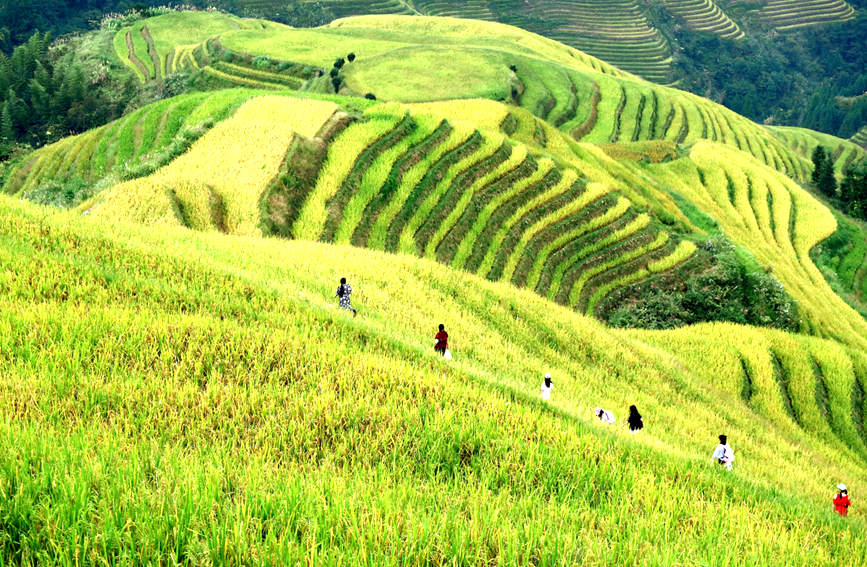 Splendid scenery of golden terraced rice fields in SW China's Guangxi