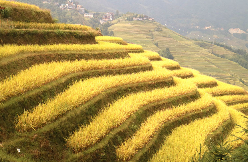 Splendid scenery of golden terraced rice fields in SW China's Guangxi