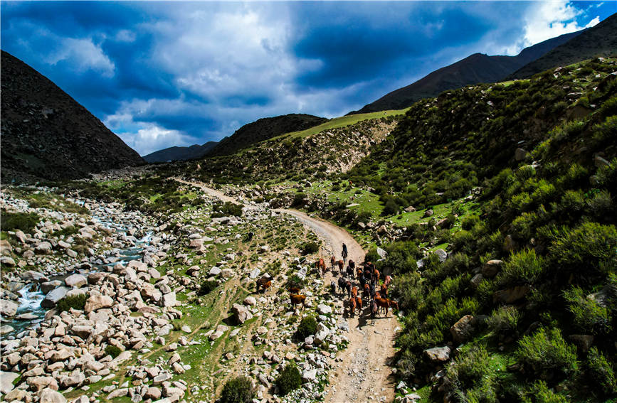 Spectacular seasonal livestock migration in China's Xinjiang