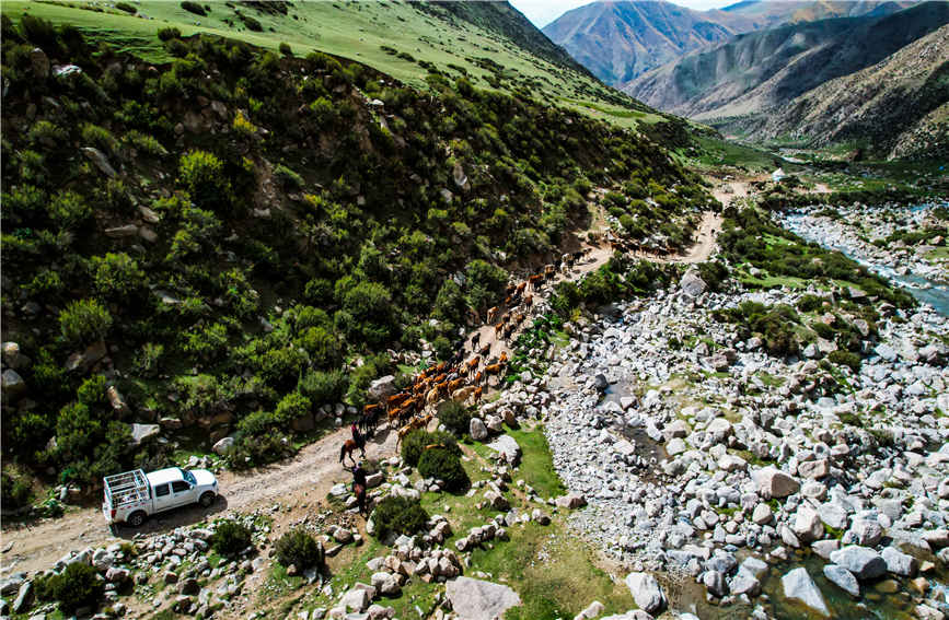 Spectacular seasonal livestock migration in China's Xinjiang