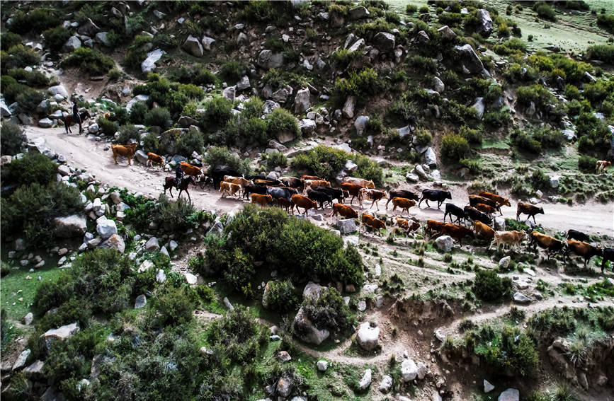 Spectacular seasonal livestock migration in China's Xinjiang
