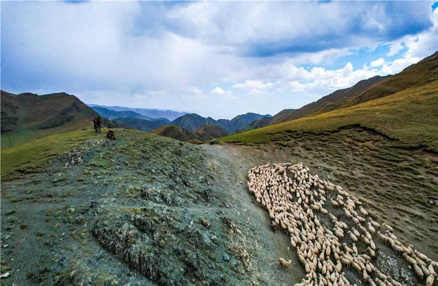 Spectacular seasonal livestock migration in China's Xinjiang