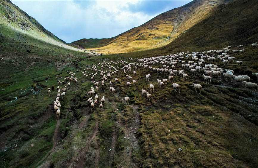 Spectacular seasonal livestock migration in China's Xinjiang
