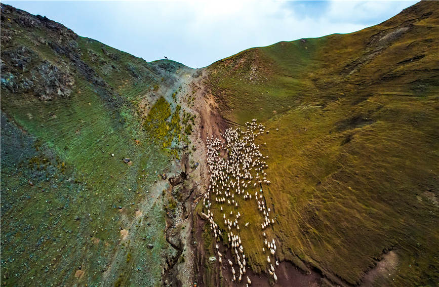Spectacular seasonal livestock migration in China's Xinjiang