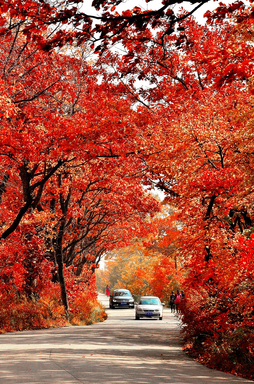 Splendid autumn scenery in Jixi, NE China's Heilongjiang