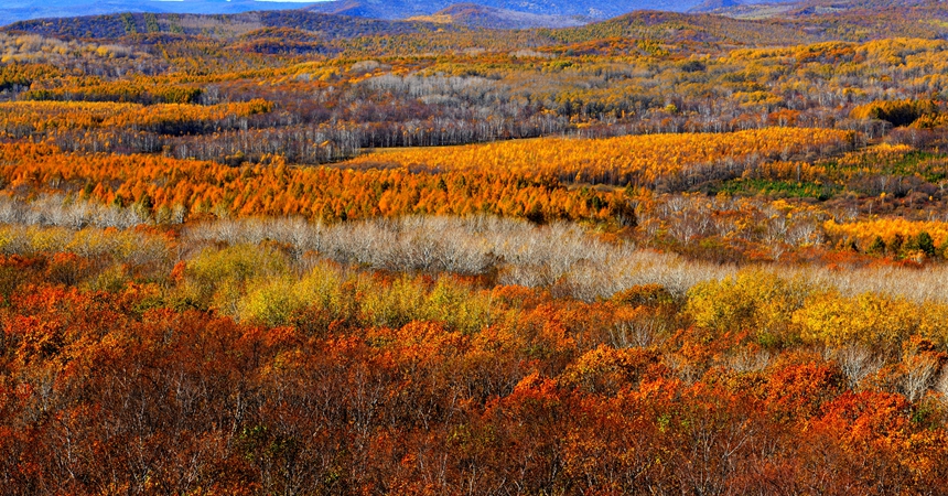 Splendid autumn scenery in Jixi, NE China's Heilongjiang