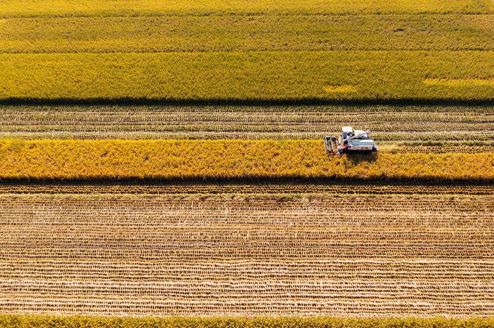 In pics: Autumn harvest in full swing across China