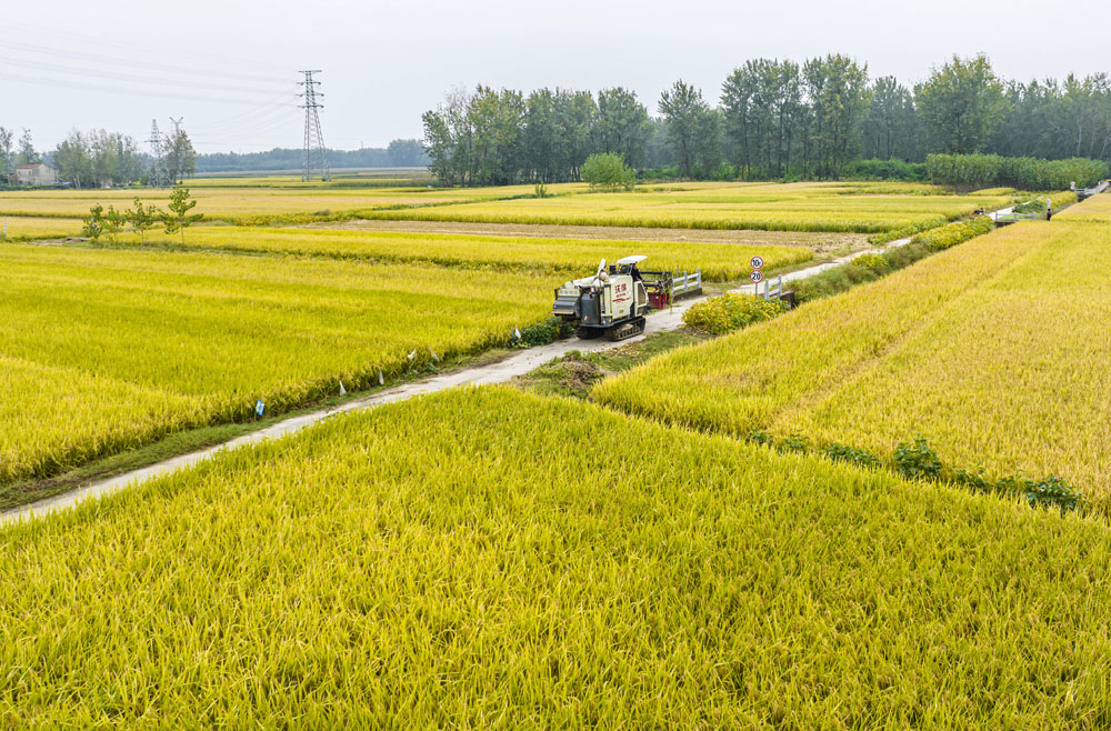 In pics: Autumn harvest in full swing across China