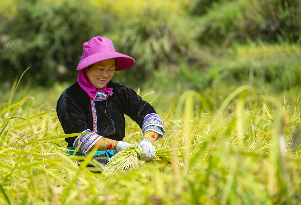 In pics: Autumn harvest in full swing across China