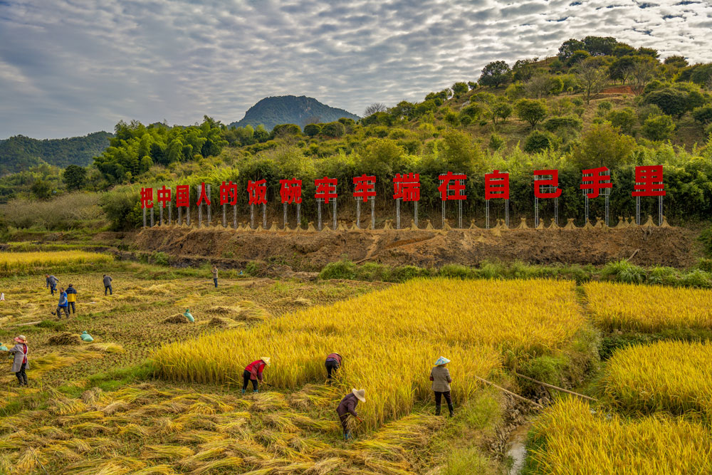 In pics: Autumn harvest in full swing across China