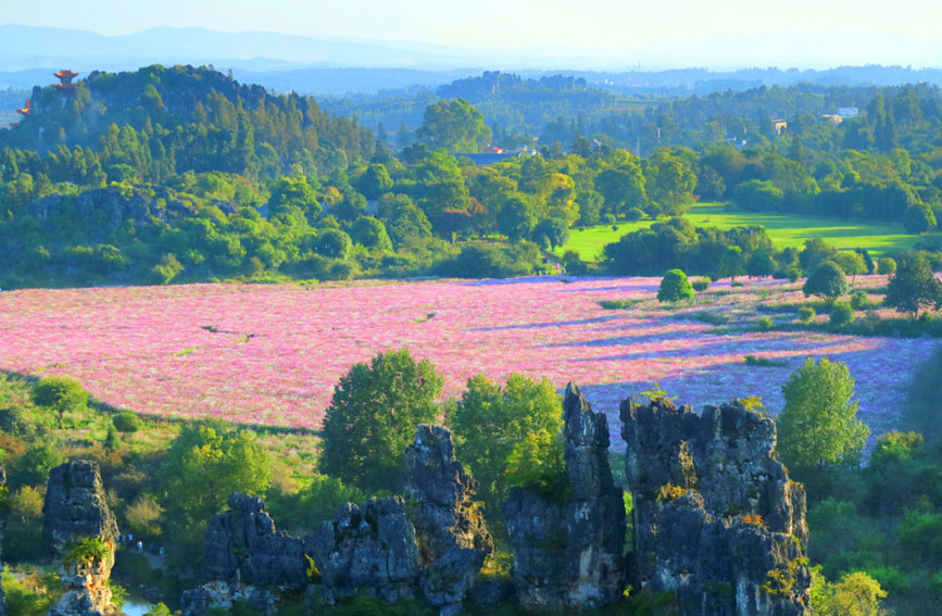 Tourists flock to see blooming garden cosmoses in stone forest of SW China's Yunnan