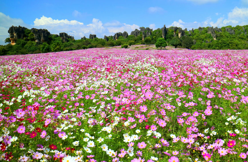 Tourists flock to see blooming garden cosmoses in stone forest of SW China's Yunnan