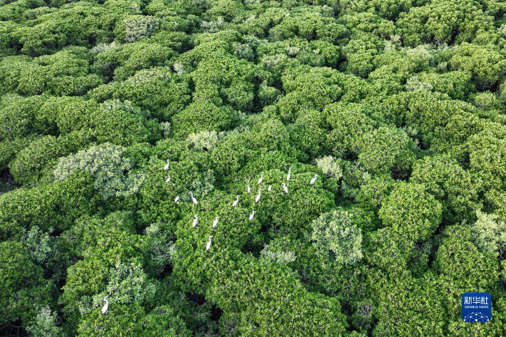 Migratory birds arrive at national wetland nature reserve in Hainan to spend winter