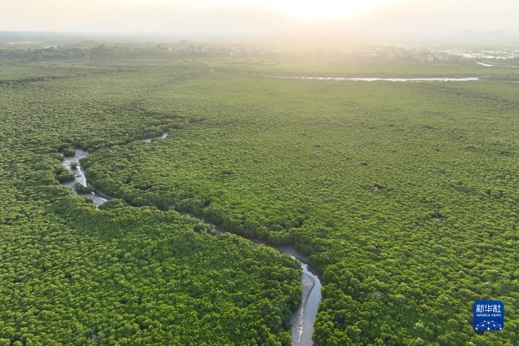 Migratory birds arrive at national wetland nature reserve in Hainan to spend winter