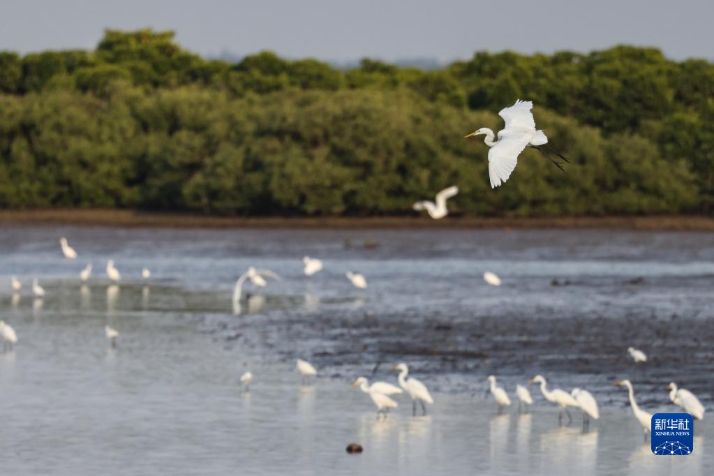 Migratory birds arrive at national wetland nature reserve in Hainan to spend winter