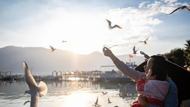 Black-headed gulls fly to Kunming for warmer weather in winter