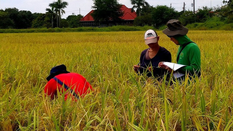 Chinese hybrid rice technologies contribute to Philippines' agricultural development