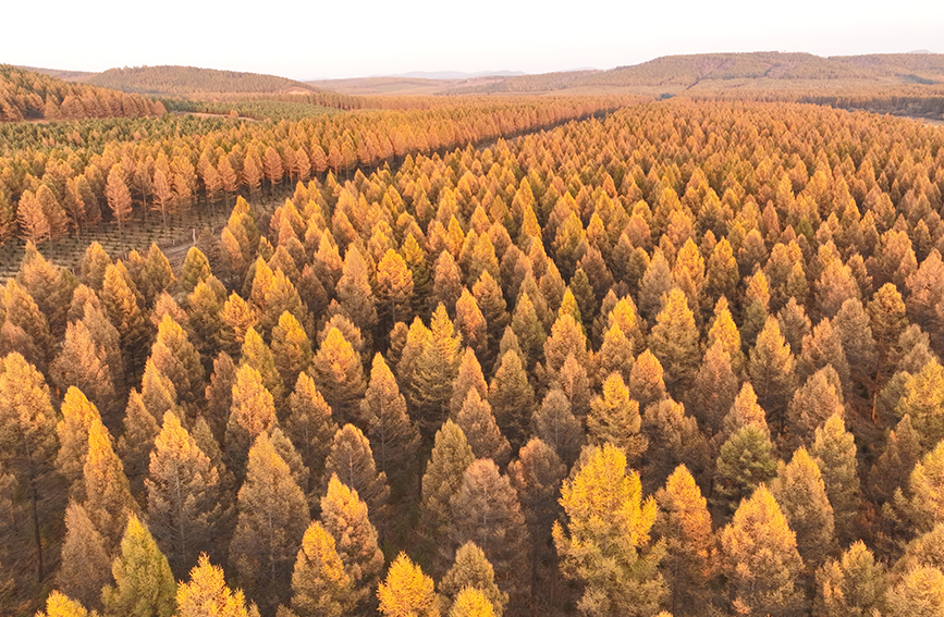 In pics: autumn scenery of Saihanba forest farm in China's Hebei
