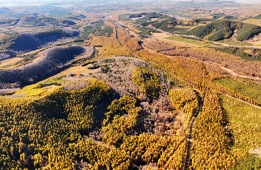 In pics: autumn scenery of Saihanba forest farm in China's Hebei