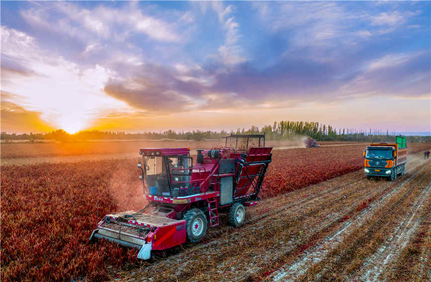 Chili pepper harvesting fully mechanized in Karamay, China's Xinjiang