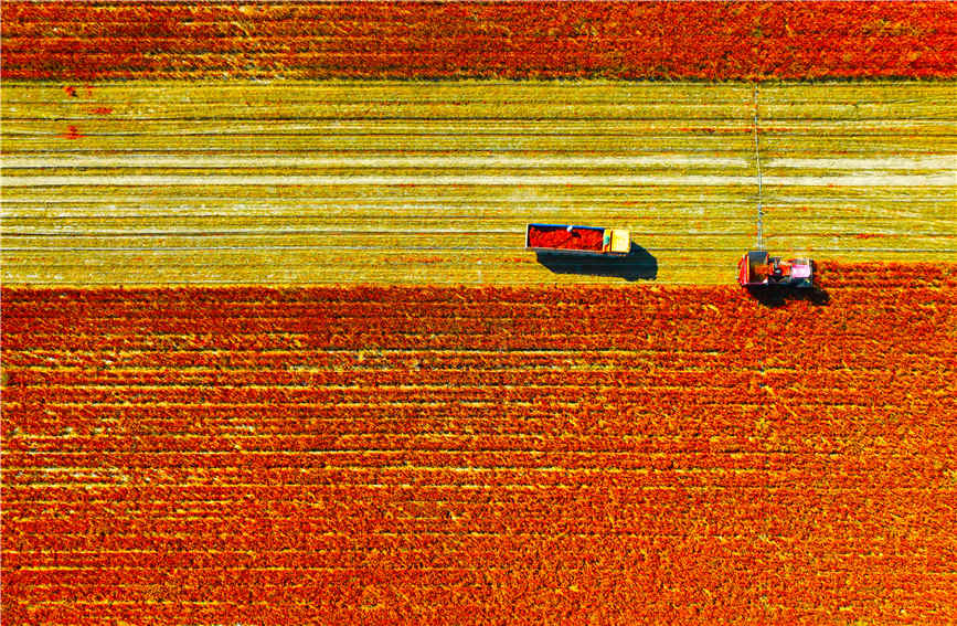 Chili pepper harvesting fully mechanized in Karamay, China's Xinjiang