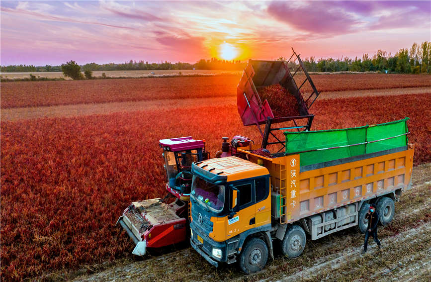 Chili pepper harvesting fully mechanized in Karamay, China's Xinjiang