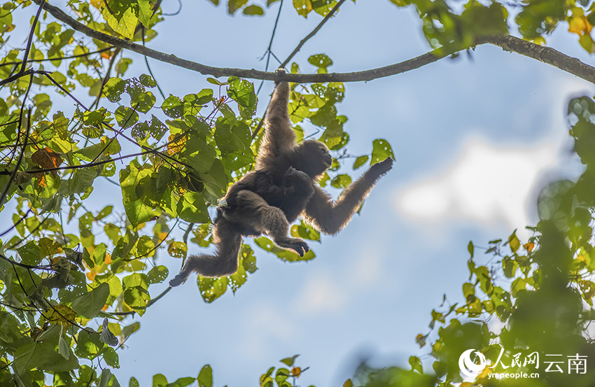 Take a closer look at skywalker gibbons in China's Yunnan on International Gibbon Day