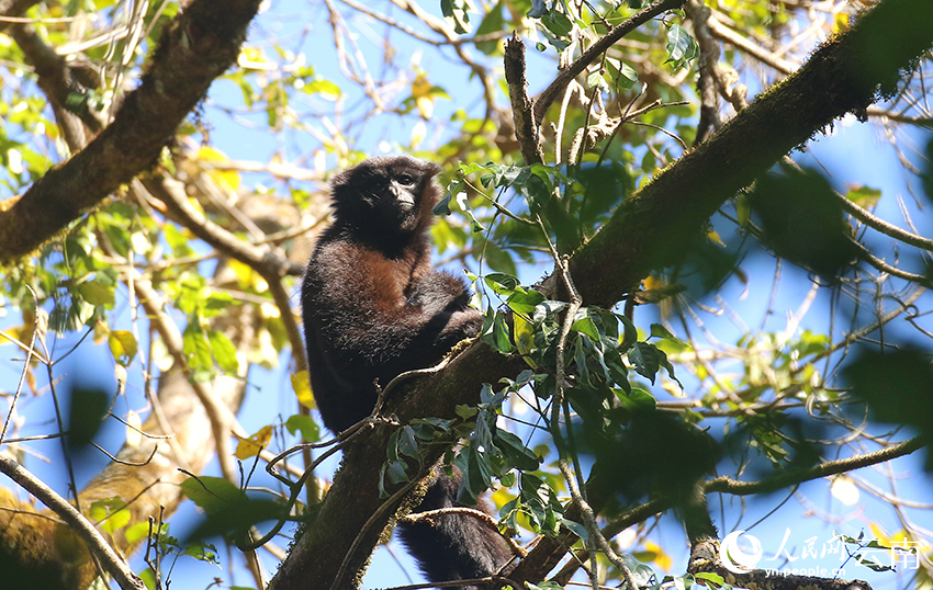 Take a closer look at skywalker gibbons in China's Yunnan on International Gibbon Day