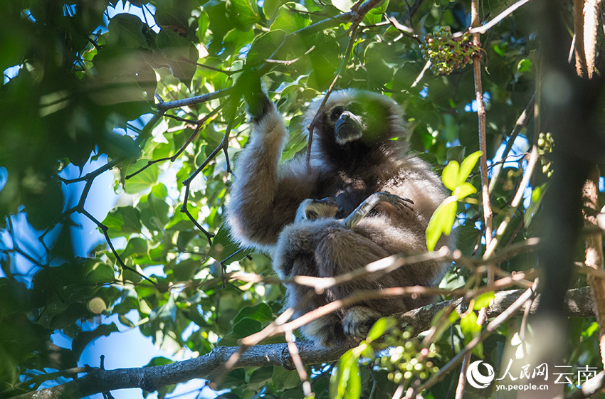 Take a closer look at skywalker gibbons in China's Yunnan on International Gibbon Day
