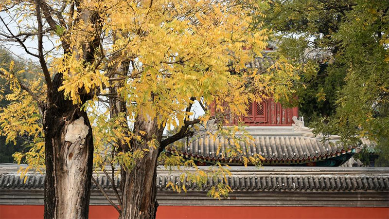 Autumn scenery at Yuanmingyuan Park in Beijing