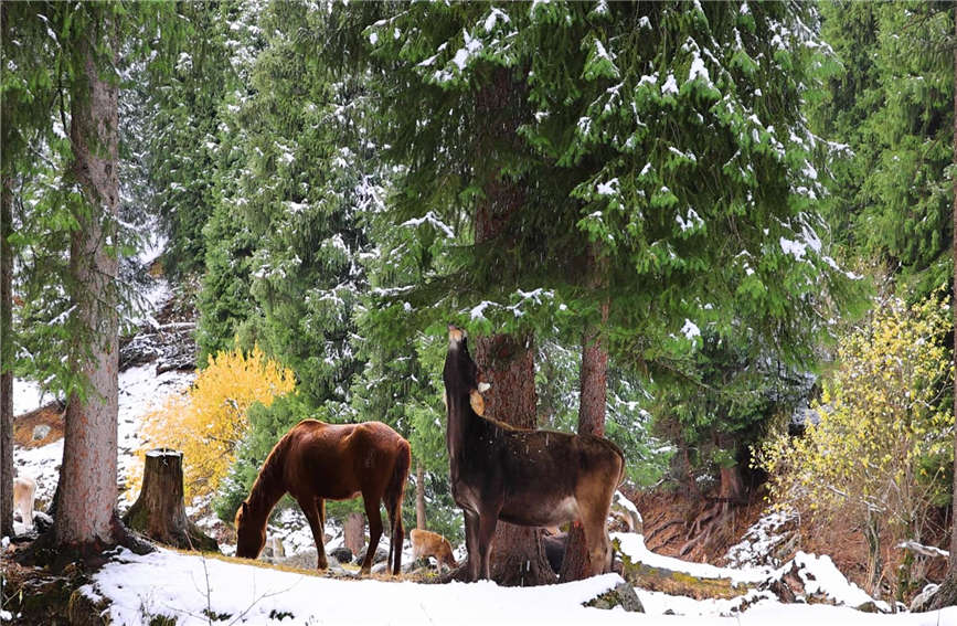 Snow turns village in China's Xinjiang into 