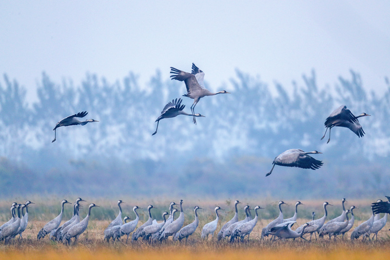 Wintering migratory birds appear in C China's Hunan