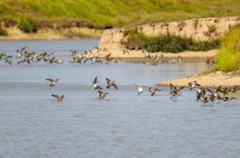 Wintering migratory birds appear in C China's Hunan