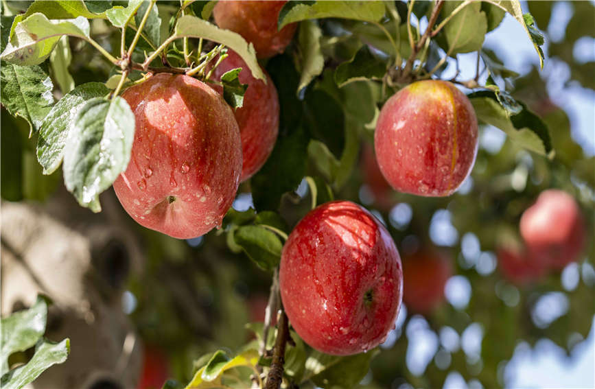 In pics: Apples in Aksu, Xinjiang enter harvest season