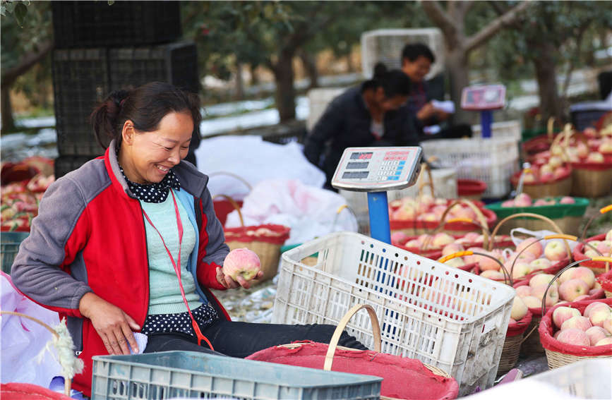 In pics: Apples in Aksu, Xinjiang enter harvest season