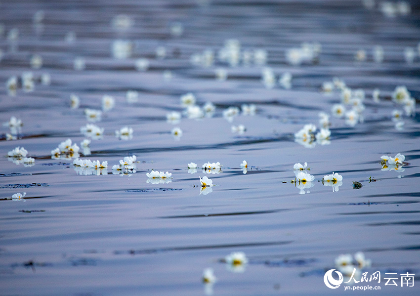 Blooming ottelia acuminata floats on Jianhu Lake in Yunnan