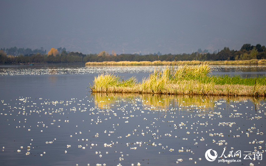 Blooming ottelia acuminata floats on Jianhu Lake in Yunnan