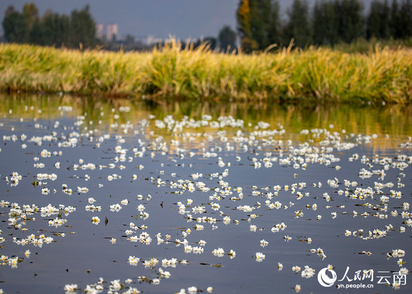 Blooming ottelia acuminata floats on Jianhu Lake in Yunnan