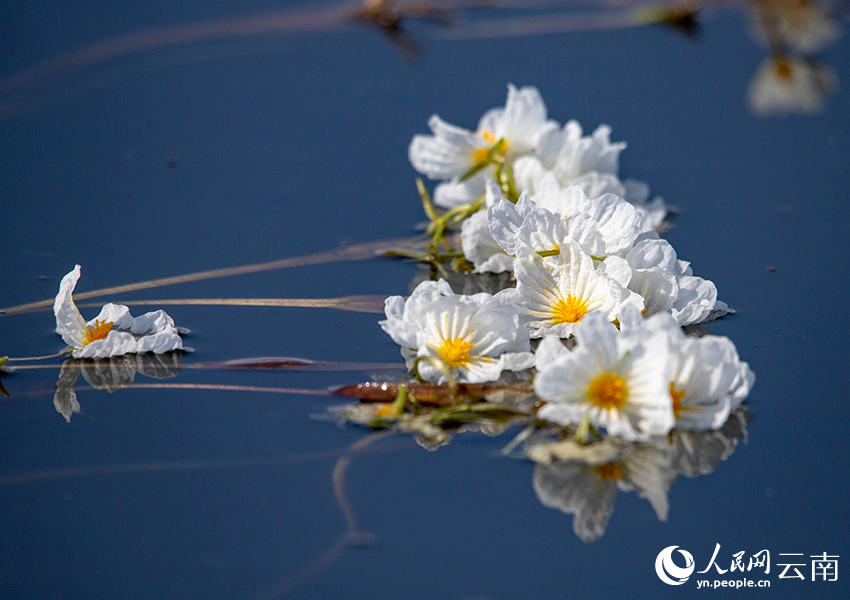 Blooming ottelia acuminata floats on Jianhu Lake in Yunnan