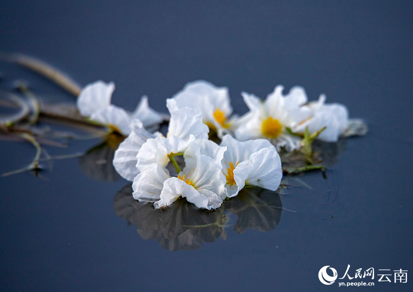 Blooming ottelia acuminata floats on Jianhu Lake in Yunnan