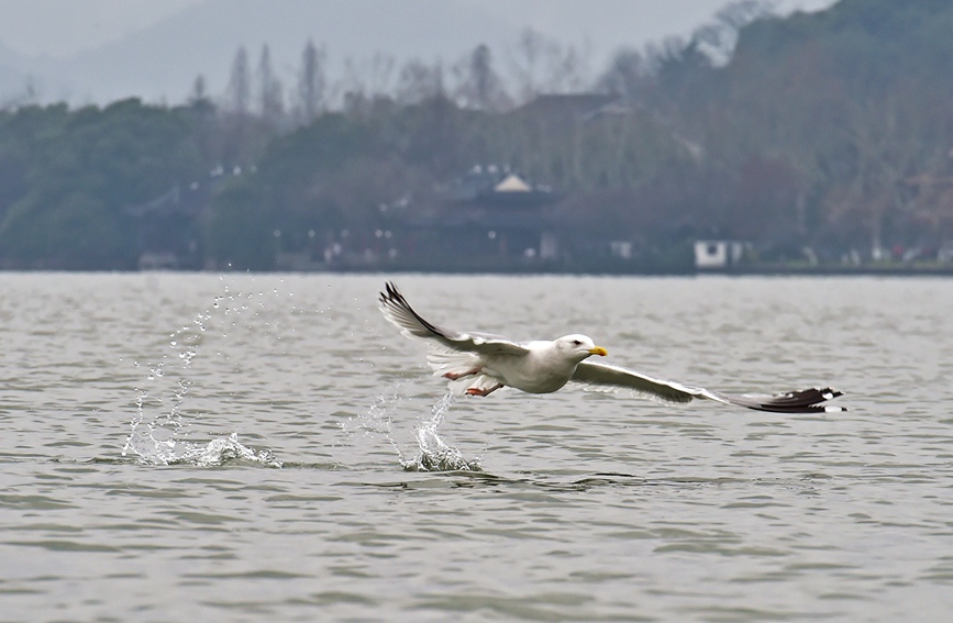 In pics: Migratory birds fly to West Lake to overwinter