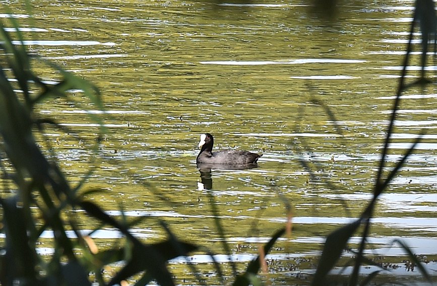 In pics: Migratory birds fly to West Lake to overwinter